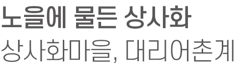 노을에 물든 상사화 - 상사화마을, 대리어촌계